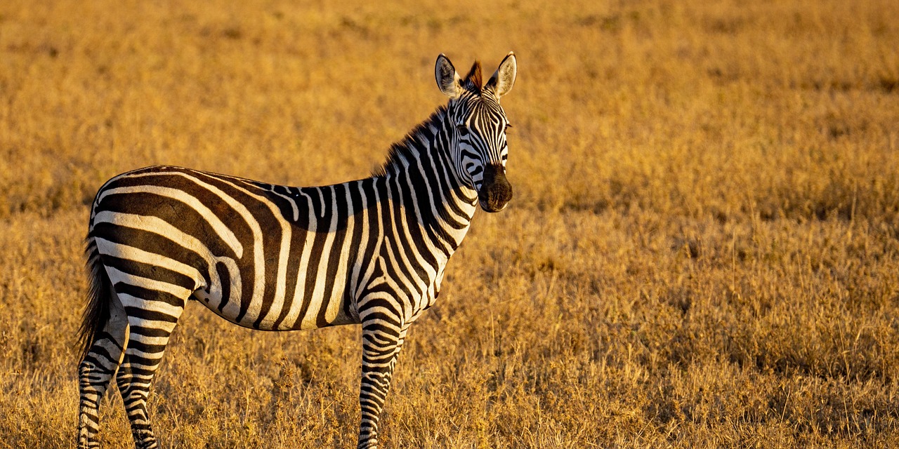 6 day tarangire, serengeti, and ngorongoro safari